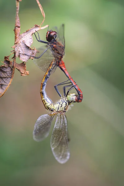 Dardos Rojos Sangre Simpetrum Sanguineum Apareamiento Macro Disparo — Foto de Stock