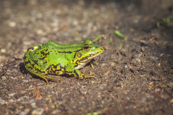 Grenouille Étang Sur Une Route Forestière Pelophylax Esculentus Dans Plan — Photo