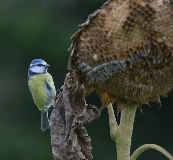 Malowniczy Widok Piękny Ptak Titmouse — Zdjęcie stockowe