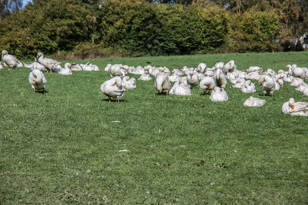 草原上的鹅群 — 图库照片