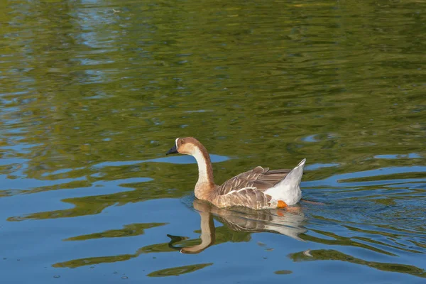 Gansos Greylag Lago —  Fotos de Stock