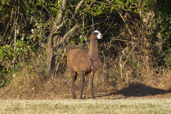 Lama Borde Del Bosque —  Fotos de Stock