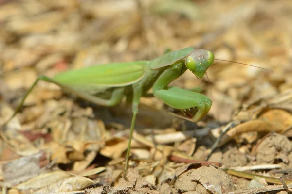 昆虫や獲物の虫 — ストック写真