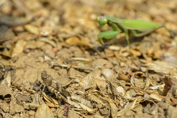 Mantis Atrapa Insecto Azul Del Páramo — Foto de Stock