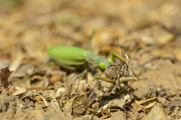 Mantis Captura Inseto Azul Deserto — Fotografia de Stock