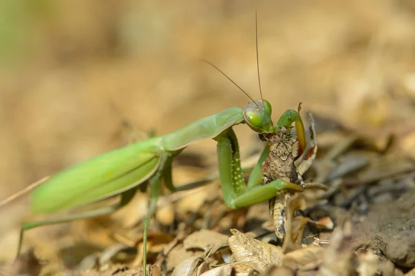 Mantis Fångar Blå Ödemark Bugg — Stockfoto