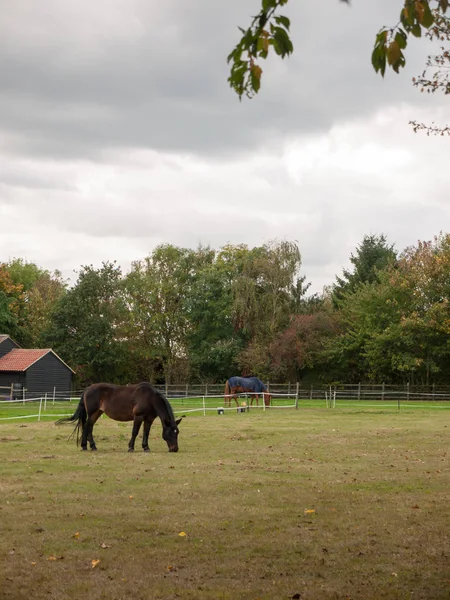 Negro Marrón Caballo Campo Comer Hierba País Personas — Foto de Stock