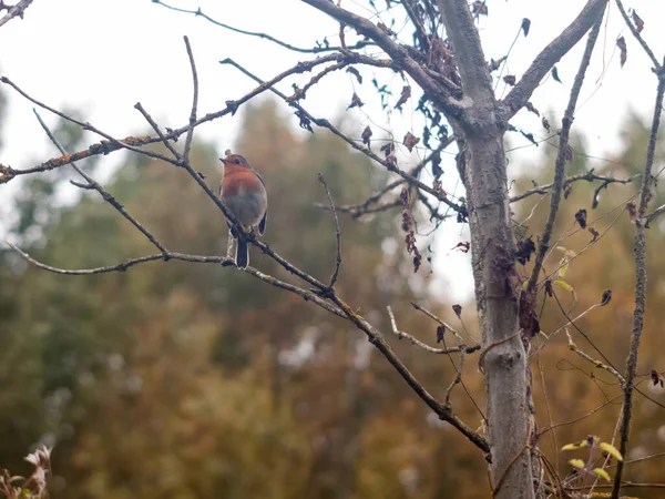 Schöne Englische Rotkehlchen Nahaufnahme Detail Scharf Auf Zweig Herbst Winter — Stockfoto