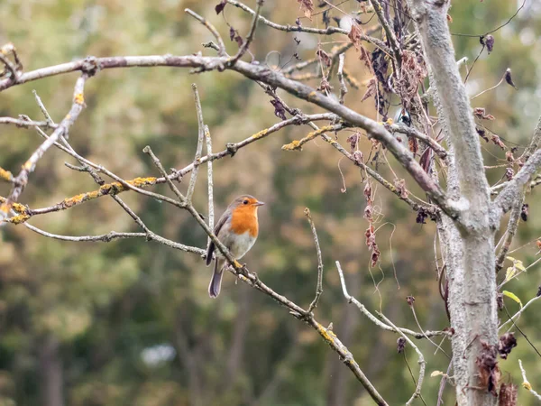 美しい英語ロビンは秋の枝に鋭い詳細を閉じます冬 — ストック写真