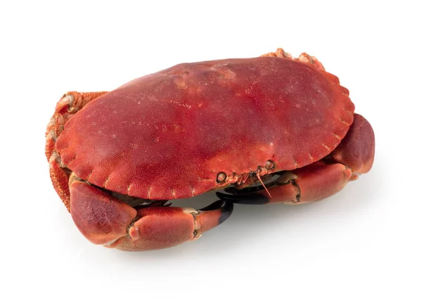Crabe Mer Brun Comestible Cuit Frais Également Connu Sous Nom — Photo