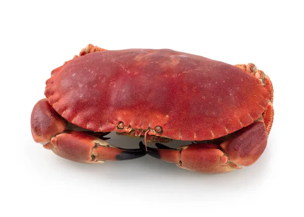 Crabe Mer Brun Comestible Cuit Frais Également Connu Sous Nom — Photo