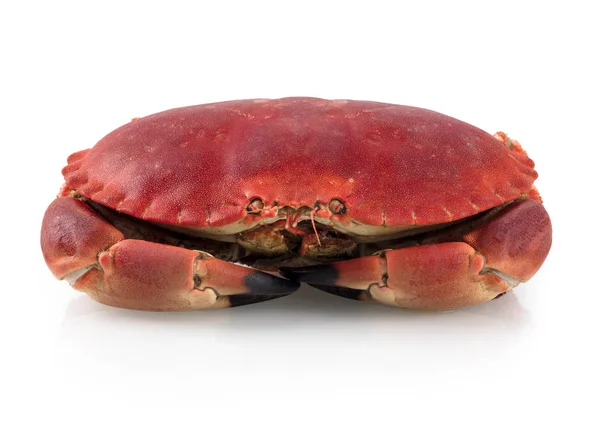 新鲜煮熟的褐色海蟹 也被称为巨蟹 在白色背景上被分离出来 — 图库照片