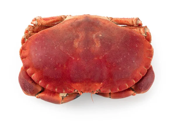 Čerstvě Vařené Jedlé Hnědé Mořské Krab Také Známý Jako Cancer — Stock fotografie
