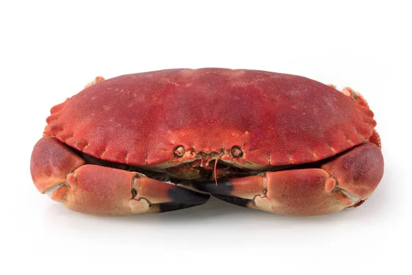 Fresh cooked edible brown sea crab also known as Cancer pagurus isolated on white background