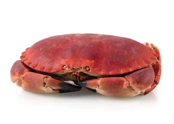 Crabe Mer Brun Comestible Cuit Frais Également Connu Sous Nom — Photo