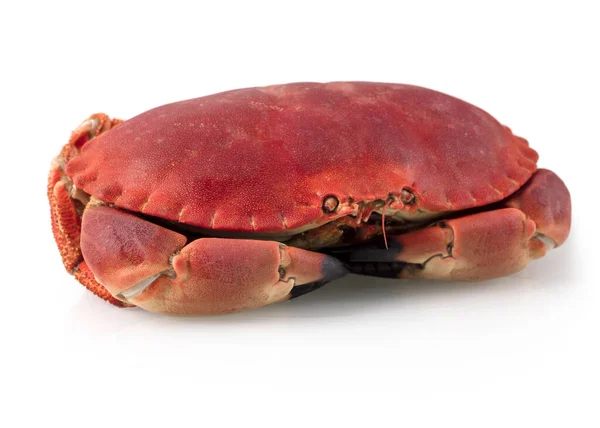 Fresh Cooked Edible Brown Sea Crab Also Known Cancer Pagurus — Stock Photo, Image