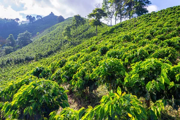 Vista Uma Plantação Café Perto Manizales Colômbia — Fotografia de Stock