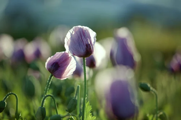 Meadow Lilac Poppy Flowers Early Summer Пфальц Германия — стоковое фото