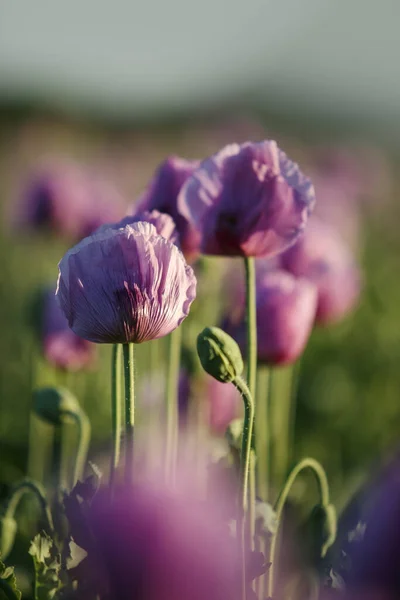 Prado Com Lilac Poppy Flores Início Verão Palatinado Alemanha — Fotografia de Stock