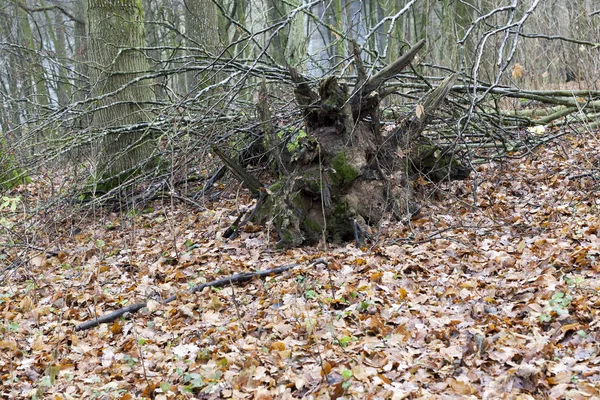 Grüne Maisblätter Die Auf Dem Gelände Eines Landwirtschaftlichen Feldes Wachsen — Stockfoto