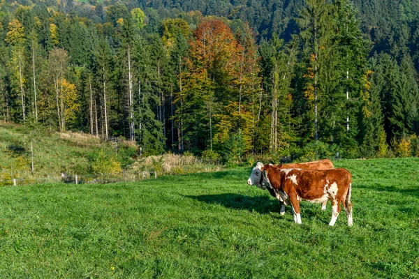 Senderismo Mostviertel Austria —  Fotos de Stock