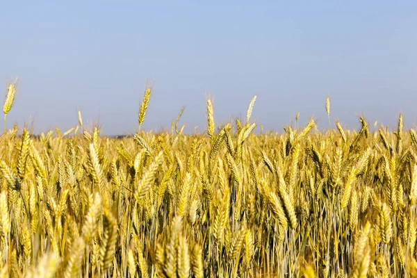 Zelené Kukuřičné Listy Rostoucí Území Zemědělského Pole Fotografie Blízka Mělkou — Stock fotografie