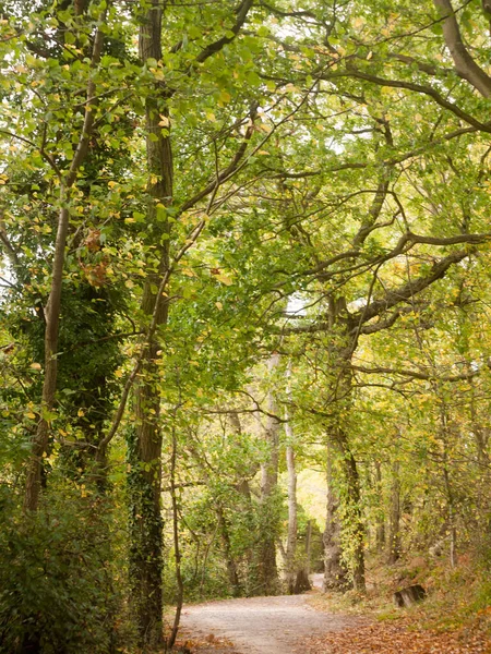 Schöne Üppige Baumwipfelkulisse Herbstfarben Blätter Fallen Außerhalb Des Landes — Stockfoto