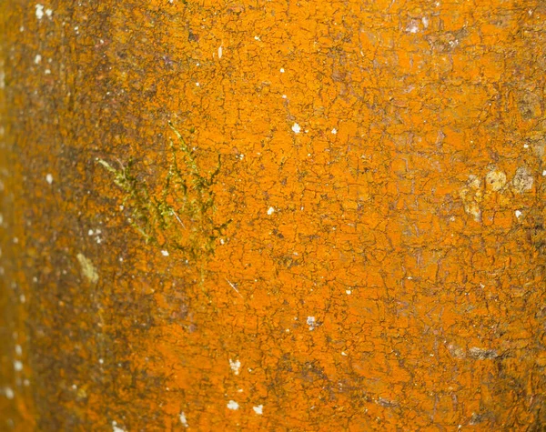 Horrible Naranja Descomposición Madera Corteza Textura Mancha —  Fotos de Stock