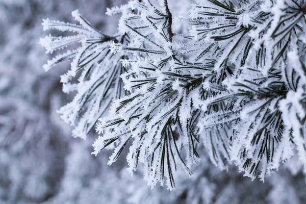 Fotograferad Närbild Ung Björk Träd Gröna Blad Bakgrunden Blå Himmel — Stockfoto