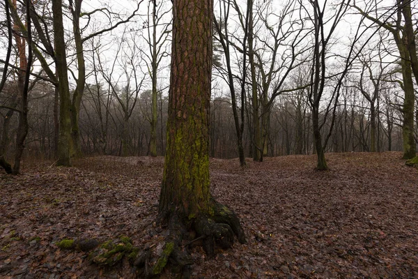 Photo Gros Plan Jeune Bouleau Feuilles Vertes Sur Fond Bleu — Photo