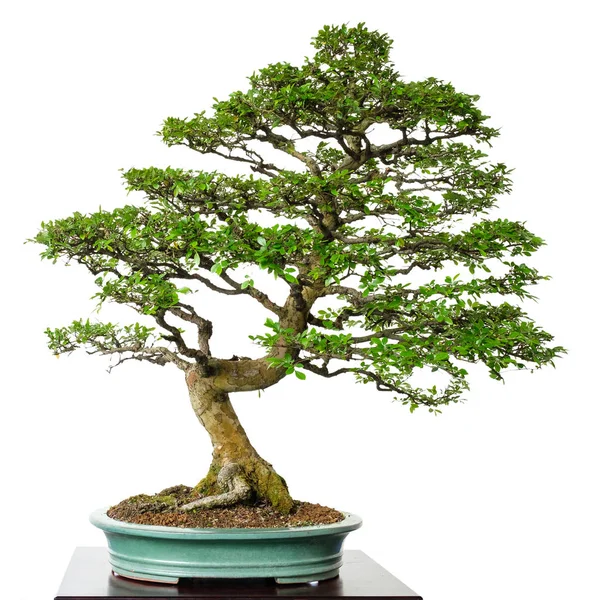 Bonsai Ağacı Bitki Yetiştiriyor Stok Resim