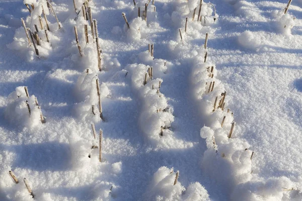 Nieve Fotografiada Temporada Invierno Que Apareció Después Una Nevada Primer — Foto de Stock