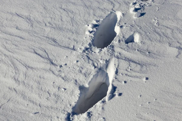 Schnee Fotografiert Der Wintersaison Die Nach Einem Schneefall Erschien Nahaufnahme — Stockfoto