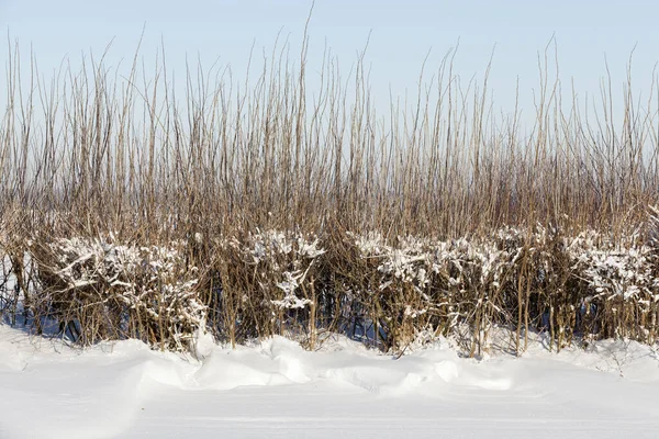 Neve Fotografata Nella Stagione Invernale Che Apparso Dopo Una Nevicata — Foto Stock