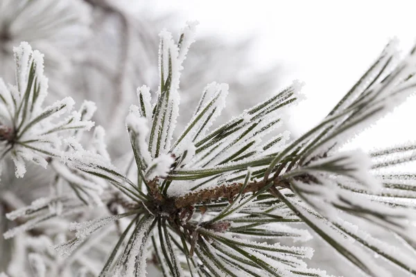 Nieve Fotografiada Temporada Invierno Que Apareció Después Una Nevada Primer —  Fotos de Stock