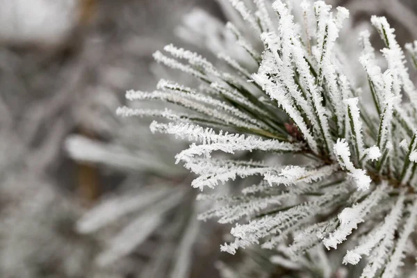 Neve Fotografada Temporada Inverno Que Apareceu Após Uma Queda Neve — Fotografia de Stock