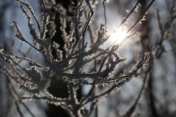 Fényképezte Téli Szezonban Amely Megjelent Hóesés Után Közelkép — Stock Fotó