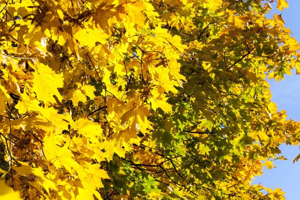 Herbst Blättert Laub Flora Herbst — Stockfoto