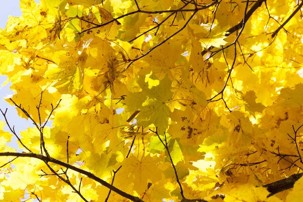 Herbst Blättert Laub Flora Herbst — Stockfoto