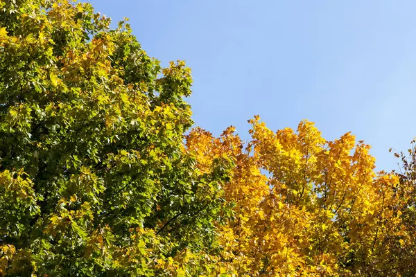 Jesienne Liście Flora Jesienią — Zdjęcie stockowe