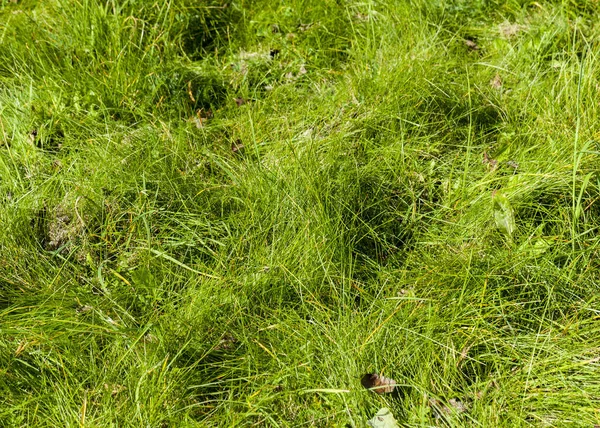 Trockenes Gelbes Kastanienblatt Das Auf Dem Gras Liegt Herbstzeit — Stockfoto