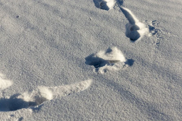 草の上に横たわる栗の乾燥した黄色の葉 — ストック写真