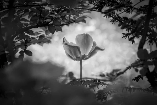 Flower Symbol Strength Life Soul Well Power Grief Sorrow Also — Stock Photo, Image