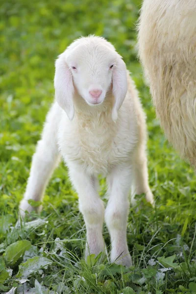 牧草地にいる若い子羊は — ストック写真