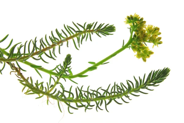 식물을 바위살찐 삼엽충 Sedum Rupestre — 스톡 사진