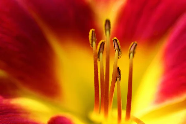 Daylily Fiore Perenne Che Molto Facile Coltivare Può Essere Trovato — Foto Stock