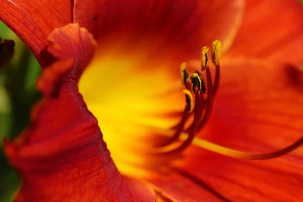 데이릴리는 자라기 야생으로 자라는 도랑을 수있는 다년생 꽃입니다 — 스톡 사진