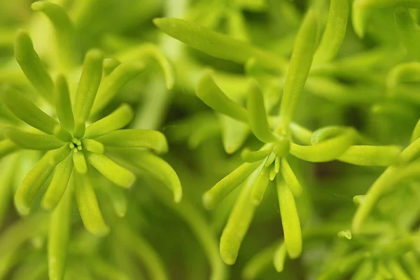 Sedum Egy Alacsony Növésű Lombozatú Növény Jön Sok Évelő Fajták — Stock Fotó