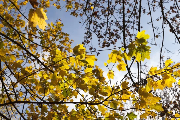 Jesienne Liście Flora Jesienią — Zdjęcie stockowe