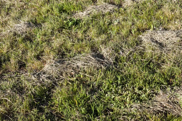 Kale Boomstammen Bedekt Met Sneeuw Het Winterseizoen Gefotografeerd Tegen Een — Stockfoto